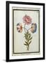 Bouquet of Anemones, C.1700-null-Framed Giclee Print