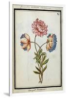 Bouquet of Anemones, C.1700-null-Framed Giclee Print