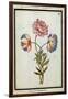 Bouquet of Anemones, C.1700-null-Framed Giclee Print