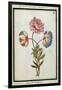 Bouquet of Anemones, C.1700-null-Framed Giclee Print