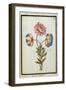 Bouquet of Anemones, C.1700-null-Framed Giclee Print