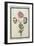 Bouquet of Anemones, C.1700-null-Framed Giclee Print