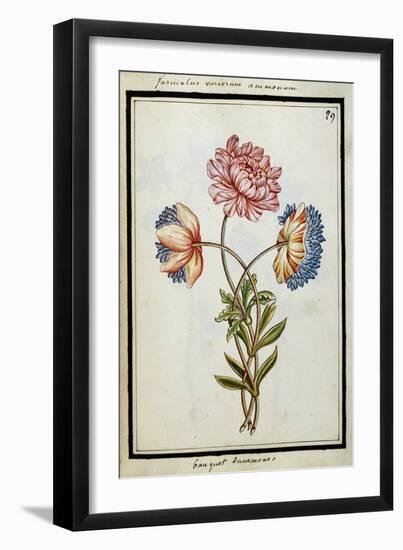 Bouquet of Anemones, C.1700-null-Framed Giclee Print