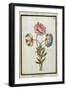 Bouquet of Anemones, C.1700-null-Framed Giclee Print