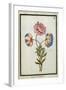 Bouquet of Anemones, C.1700-null-Framed Giclee Print