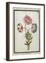 Bouquet of Anemones, C.1700-null-Framed Giclee Print