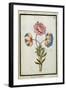 Bouquet of Anemones, C.1700-null-Framed Giclee Print