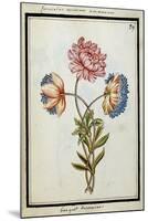 Bouquet of Anemones, C.1700-null-Mounted Giclee Print