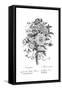 Bouquet of Assorted Flowers-null-Framed Stretched Canvas