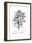 Bouquet of Assorted Flowers-null-Framed Giclee Print