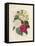 Bouquet of Camellias-Pierre-Joseph Redouté-Framed Stretched Canvas