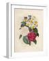 Bouquet of Camellias-Pierre-Joseph Redouté-Framed Giclee Print