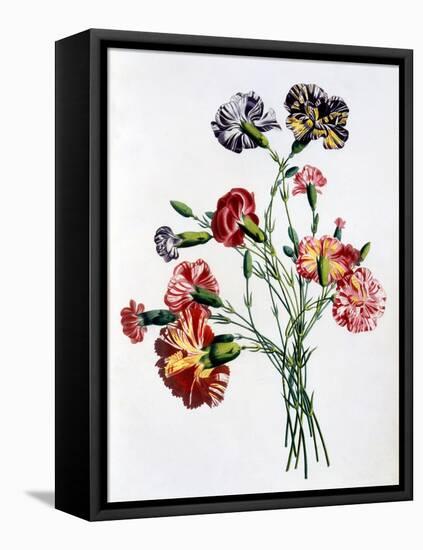 Bouquet of Carnations, from 'Collection Des Fleurs Et Des Fruits D'Apres Nature', Published 1805-Jean-Louis Prevost-Framed Stretched Canvas