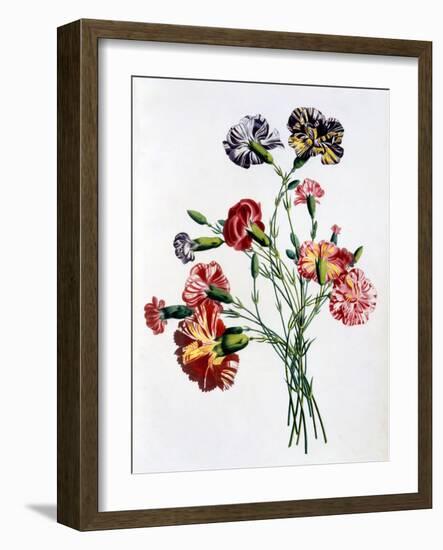 Bouquet of Carnations, from 'Collection Des Fleurs Et Des Fruits D'Apres Nature', Published 1805-Jean-Louis Prevost-Framed Giclee Print