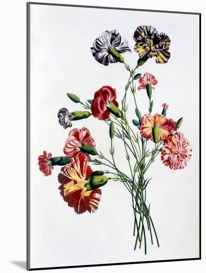 Bouquet of Carnations, from 'Collection Des Fleurs Et Des Fruits D'Apres Nature', Published 1805-Jean-Louis Prevost-Mounted Giclee Print