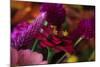 Bouquet of Colorful Flowers at a Farmers' Market, Savannah, Georgia, USA-Joanne Wells-Mounted Photographic Print