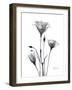 Bouquet of Gentian in Black and White-Albert Koetsier-Framed Art Print