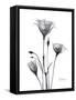 Bouquet of Gentian in Black and White-Albert Koetsier-Framed Stretched Canvas