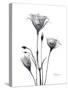 Bouquet of Gentian in Black and White-Albert Koetsier-Stretched Canvas