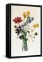 Bouquet of Narcissi and Anemone-Jean Louis Prevost-Framed Stretched Canvas