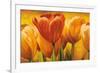 Bouquet of orange tulips-David Pedersen-Framed Art Print