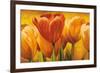 Bouquet of orange tulips-David Pedersen-Framed Art Print