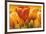 Bouquet of orange tulips-David Pedersen-Framed Art Print