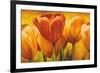 Bouquet of orange tulips-David Pedersen-Framed Art Print