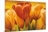 Bouquet of orange tulips-David Pedersen-Mounted Art Print