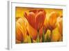 Bouquet of orange tulips-David Pedersen-Framed Art Print