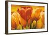 Bouquet of orange tulips-David Pedersen-Framed Art Print