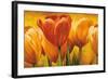 Bouquet of orange tulips-David Pedersen-Framed Art Print