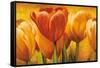 Bouquet of orange tulips-David Pedersen-Framed Stretched Canvas