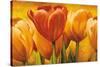 Bouquet of orange tulips-David Pedersen-Stretched Canvas