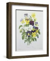 Bouquet of Pansies, Engraved by Victor, from 'Choix Des Plus Belles Fleurs', 1827-Pierre-Joseph Redouté-Framed Giclee Print