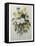 Bouquet of Pansies-Pierre-Joseph Redoute-Framed Stretched Canvas