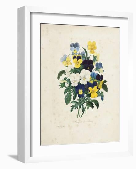 Bouquet of Pansies-Pierre-Joseph Redouté-Framed Giclee Print