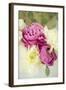 Bouquet of Peonies-Karyn Millet-Framed Photographic Print