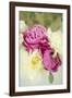 Bouquet of Peonies-Karyn Millet-Framed Photographic Print