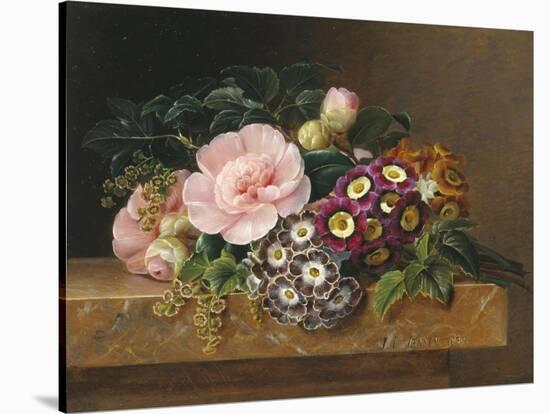 Bouquet of Pink Camellias and Primula on Marble Ledge-Johan Laurentz Jensen-Stretched Canvas