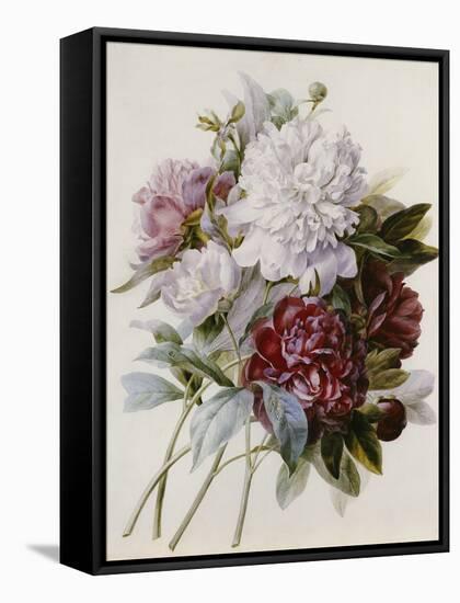 Bouquet of Red, Purple and White Peonies-Pierre Joseph Redouté-Framed Stretched Canvas