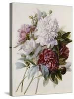 Bouquet of Red, Purple and White Peonies-Pierre Joseph Redouté-Stretched Canvas