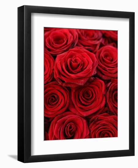 Bouquet of Red Roses-Owen Franken-Framed Premium Photographic Print