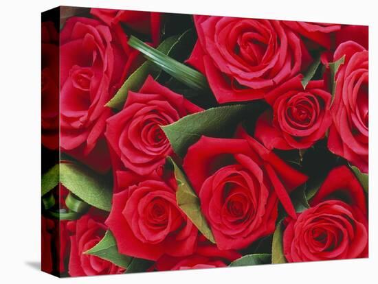 Bouquet of Red Roses-Clive Nichols-Stretched Canvas