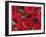 Bouquet of Red Roses-Clive Nichols-Framed Premium Photographic Print