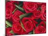 Bouquet of Red Roses-Clive Nichols-Mounted Premium Photographic Print