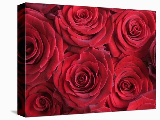 Bouquet of Red Roses-Clive Nichols-Stretched Canvas