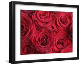 Bouquet of Red Roses-Clive Nichols-Framed Premium Photographic Print