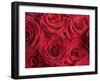 Bouquet of Red Roses-Clive Nichols-Framed Premium Photographic Print