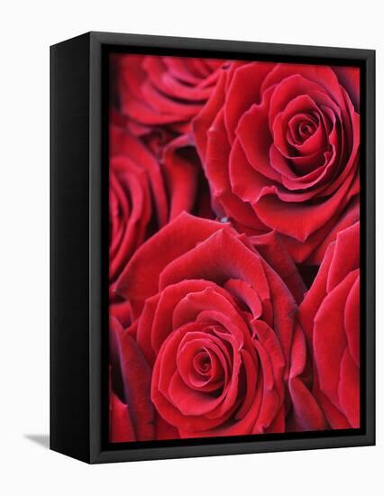 Bouquet of Red Roses-Clive Nichols-Framed Stretched Canvas